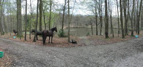two horses standing on the side of a road at Le Pavillon De Gouffern in Silly-en-Gouffern