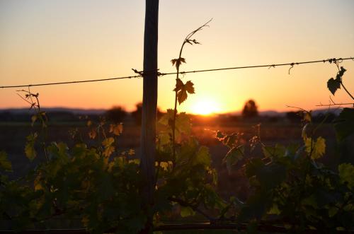 a barbed wire fence with the sunset in the background at Cortona Resort-Le Terre Dei Cavalieri in Cortona
