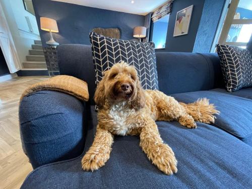 a brown dog laying on a blue couch at Goferydd, South Stack, Anglesey, 4 bed luxury home, hot tub, dog friendly in Holyhead