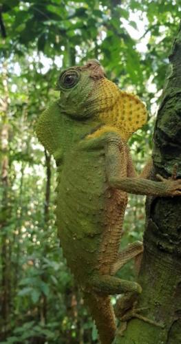 a lizard is sitting on a tree branch at Glitz Marriott in Deniyaya