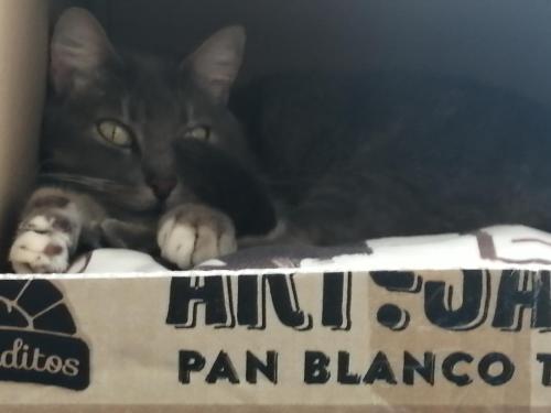 a cat laying on top of a box with a sign at Terracota Mirador Filandia in Filandia