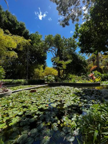 a pond with lily pads in a park at Santo Domingo in Santa Cruz de Tenerife