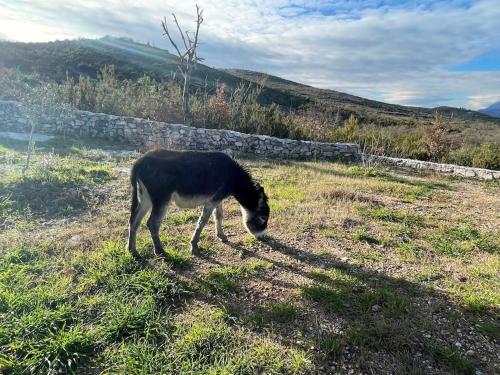 Animales en el chalet de montaña o alrededores