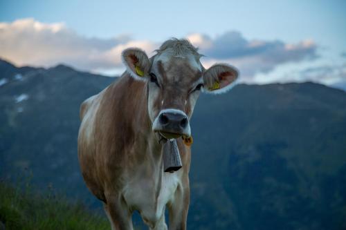 a brown cow with its tongue sticking out at Alphütte Bielerchäller in Fiesch