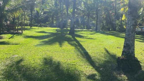 a group of palm trees in a grass field at Recanto Cachoeira in Paraty