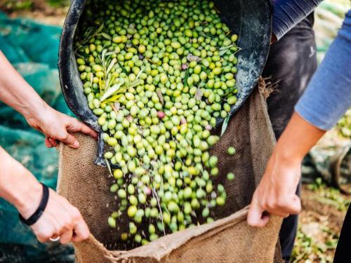 a person holding a large basket of green fruit at Villa Venera Fontane Bianche Charme Apartments in Fontane Bianche