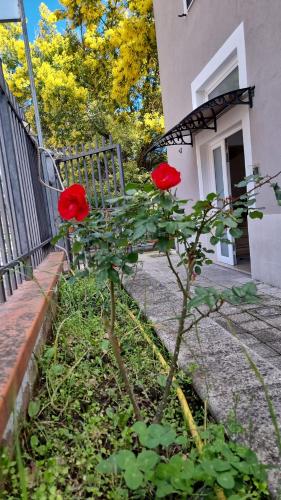two red roses on a bush in front of a bench at B&B White House in Melfi