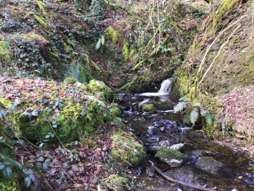 a stream in the middle of a forest with rocks at Fronfetyn in Aberystwyth