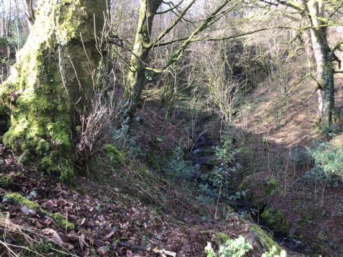 a wooded area with a moss covered hill with trees at Fronfetyn in Aberystwyth