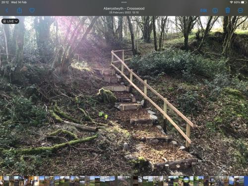 a set of stairs in a forest with trees at Fronfetyn in Aberystwyth