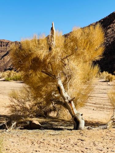 a tree in the middle of the desert at وادي رم in Aqaba