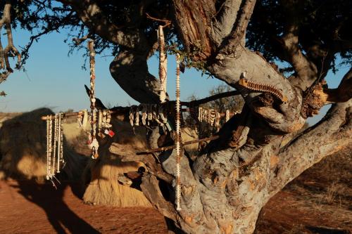 an elephant is tied to a tree with chains at Lapa Lange Game Lodge in Mariental