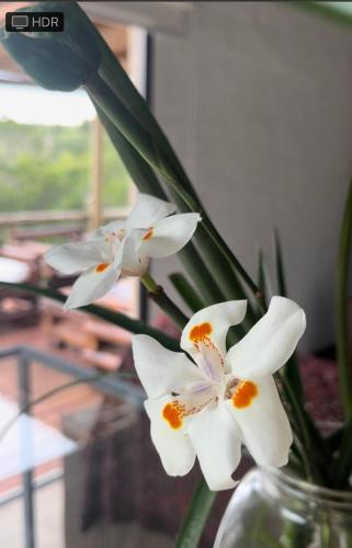 two white flowers in a vase with a plant at La Luna, casa mágica en sierras! in Villa Serrana