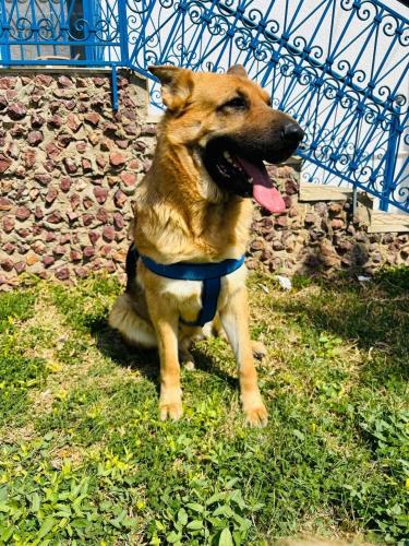a dog sitting in the grass next to a fence at Dar louzir à Tazarka in Tazarka