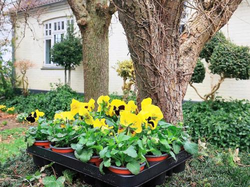 a group of yellow flowers in a black planter next to a tree at 6 person holiday home in Søby Ærø-By Traum in Havrekobbel