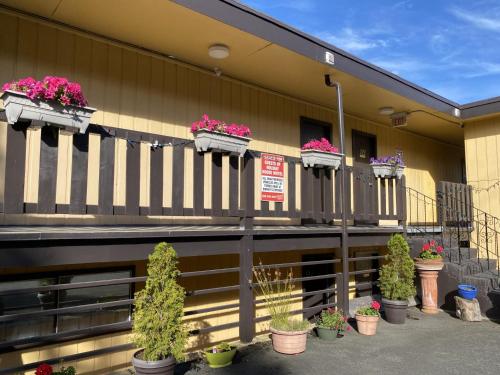 a group of potted plants on the side of a building at Holiday House Motel in Ladysmith