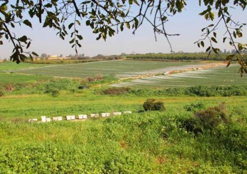 a field of crops with a road in the middle at Spacious and Peaceful 2BD with a Garden & Parking in Gan H̱ayyim