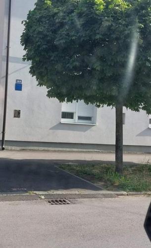 un árbol frente a un edificio con ventana en Apartments with WiFi Zagreb - 22767 en Zagreb