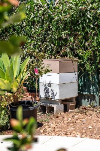 Un jardín fuera de Bees Knees Studio, 5 min to CBD, Adelaide Airport & Henley Beach