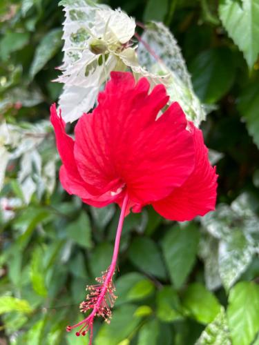 a red flower with white flowers in the background at Guest house in Altos del Maria in Sorá