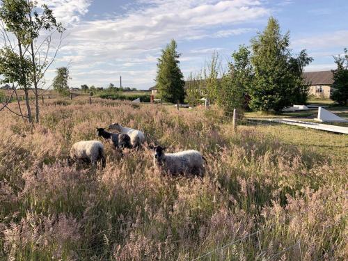 un grupo de ovejas de pie en un campo en 4 person holiday home in R nne, en Rønne
