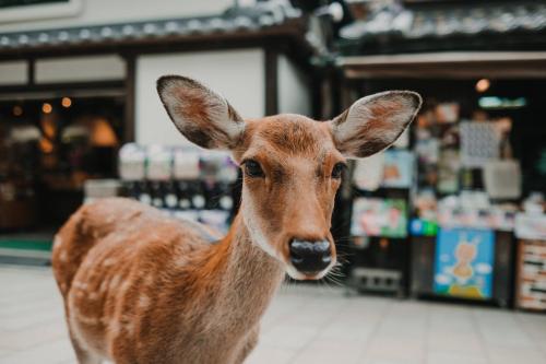 um pequeno veado castanho parado numa loja em Hotel Neiraku em Nara