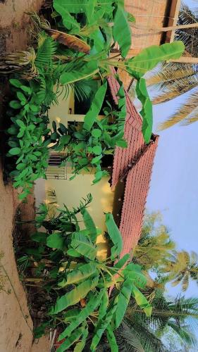 a bunch of green leaves on the side of a building at Deepu Guest house in Gokarna