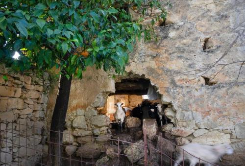 a group of goats walking through a tunnel in a stone wall at Glikanisos House Nipos - ideal for hikers and families 2bd, 6pl, 10min to beach in Nípos