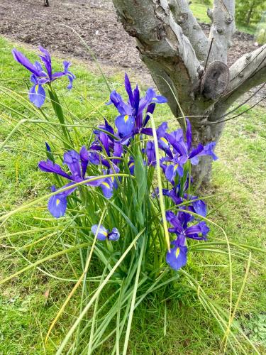 a bunch of purple flowers sitting next to a tree at The Hill House Panorama in Woodbridge
