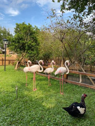 リゾートの敷地内または近くにいる動物