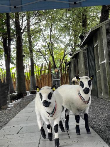 宿泊客と一緒にRiver Forest Leisure Farmに滞在中のペット