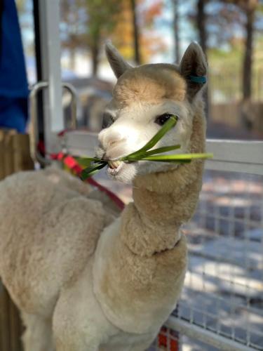 リゾートの敷地内または近くにいる動物