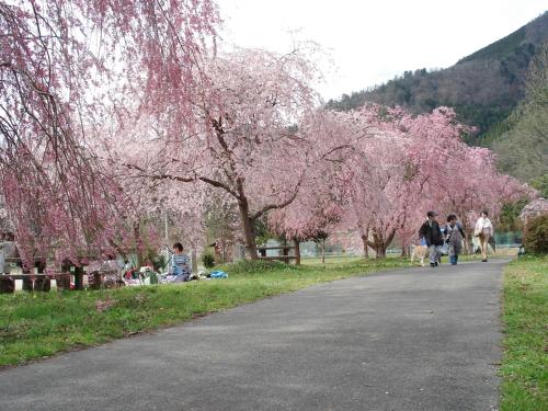 a group of people walking down a road with pink trees at 民宿みやま in Ōno