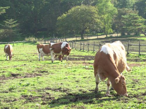 a group of cows grazing in a field at Rakuten STAY VILLA Nasu Villa Type Capacity of 10 persons in Nasu-yumoto