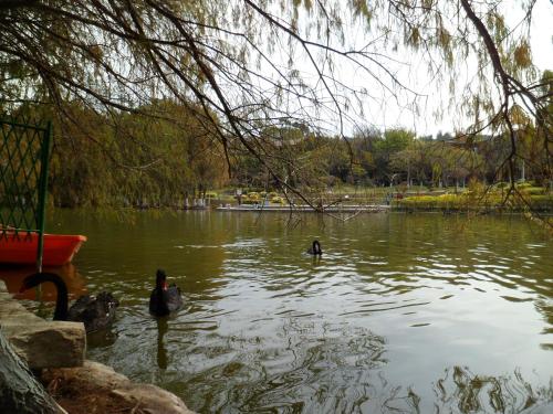 two ducks swimming in a pond in a park at City Hotel Xiamen-Free Welcome Fruits in Xiamen