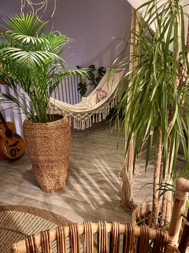 a group of plants in a room with a bench at Chambre bohème chez Rachel in Pau