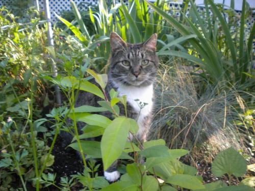 a gray and white cat standing in some plants at Fleetwood House Bed and Breakfast in Portland