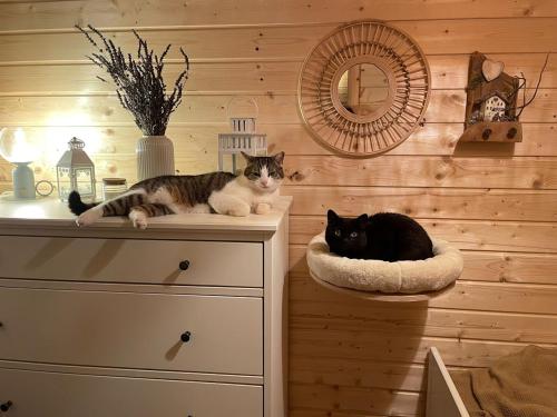 two cats sitting on a dresser in a room at ŁAP LAS Wiktorowo in Annowo