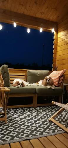 two dogs laying on a couch in a room at ŁAP LAS Wiktorowo in Annowo