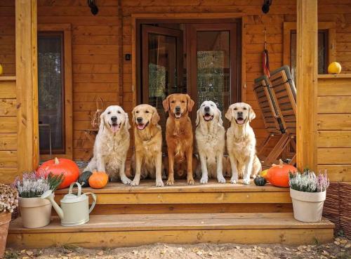 a group of four dogs sitting on a porch with pumpkins at ŁAP LAS Wiktorowo in Annowo