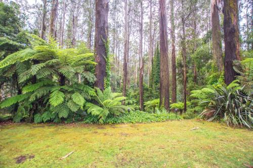 Un jardín fuera de The Fernglen Forest Retreat