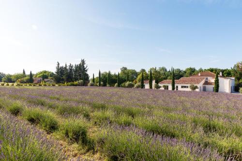 a field of lavender in the provence at La Bastide de Damien, 5 clefs Demeure d'Exception et Table Remarquable dans le guide Teritoria, JACUZZI Privatif, Cuisine étoilée Dominique Frérard in Aix-en-Provence
