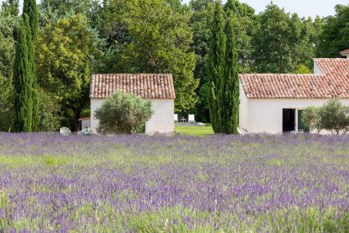 a field of lavender with a house in the background at La Bastide de Damien, 5 clefs Demeure d'Exception et Table Remarquable dans le guide Teritoria, JACUZZI Privatif, Cuisine étoilée Dominique Frérard in Aix-en-Provence