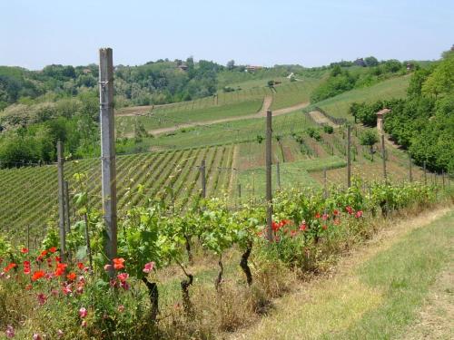 a vineyard on a hill with flowers and a fence at Cascina Rollone in Rocchetta Tanaro