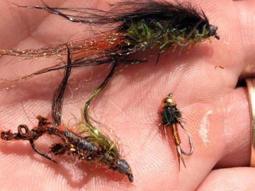 a group of insects sitting on a persons hand at Holiday House Sobol in Kuželj