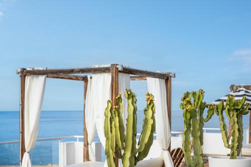 a cactus in front of a window with the ocean at Marina Bayview Gran Canaria - Adults Only in Puerto Rico de Gran Canaria