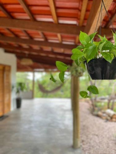 a plant in a pot hanging from a ceiling at Casa Porto do Sol Vila de São Jorge in Sao Jorge