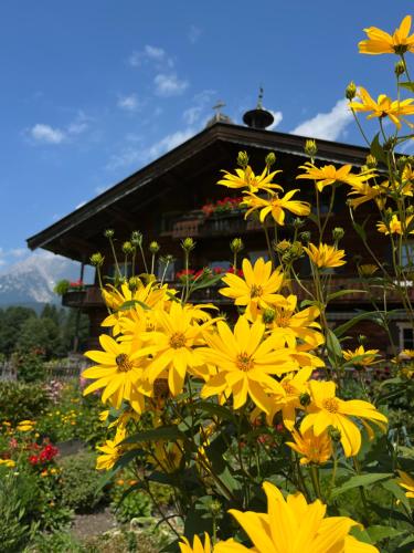 eine Gruppe gelber Blumen vor einem Gebäude in der Unterkunft Pension Mirabelle in Ellmau