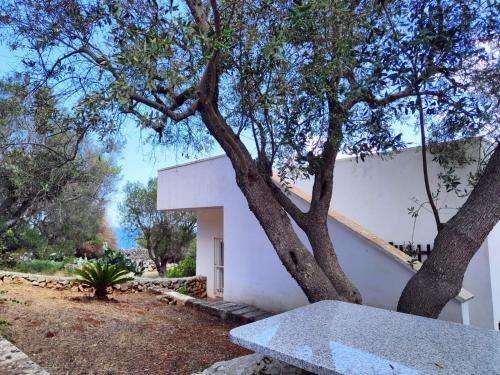 een wit gebouw met een boom en een bank bij Casa Terradico in Gagliano del Capo