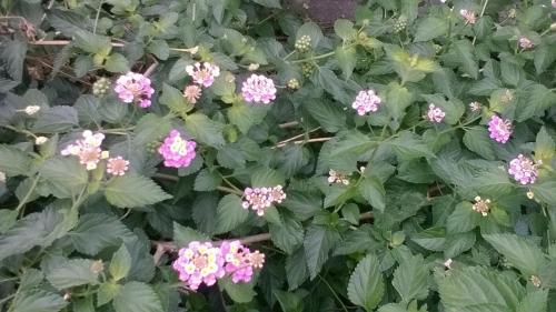 a bunch of pink flowers in a garden at 8-17 Nomura Motomachi - House / Vacation STAY 1894 in Hirakata